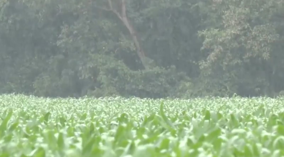 Frio intenso e estiagem preocupam produtores rurais e ameaçam lavouras em Mato Grosso do Sul
