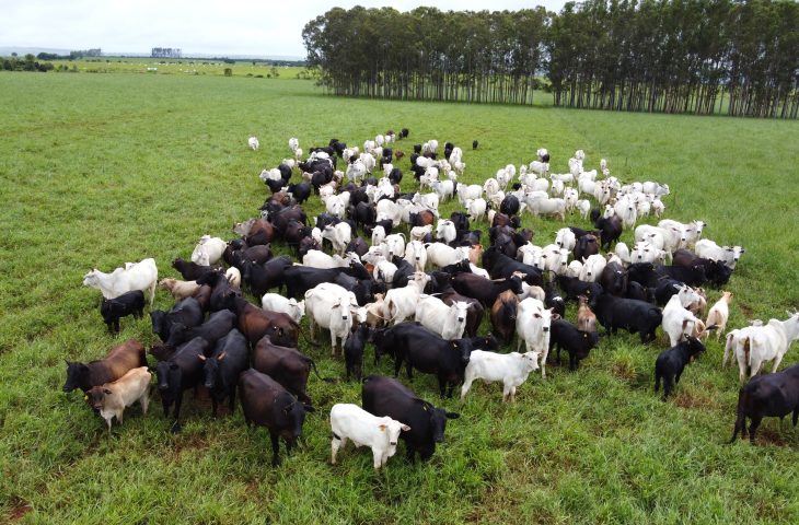 Produtores rurais têm até 1º de junho para atualizar cadastro de rebanhos em Mato Grosso do Sul