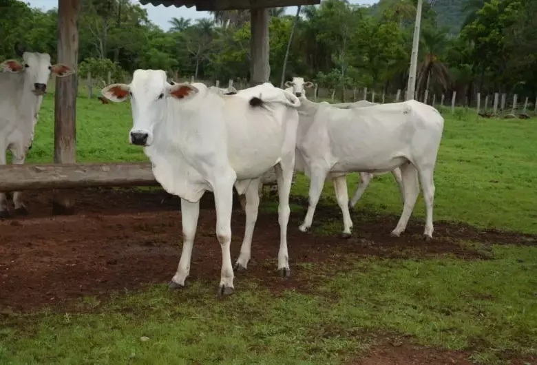 Bezerras de 3 a 8 meses deveráo serem vacinados contra brucelose