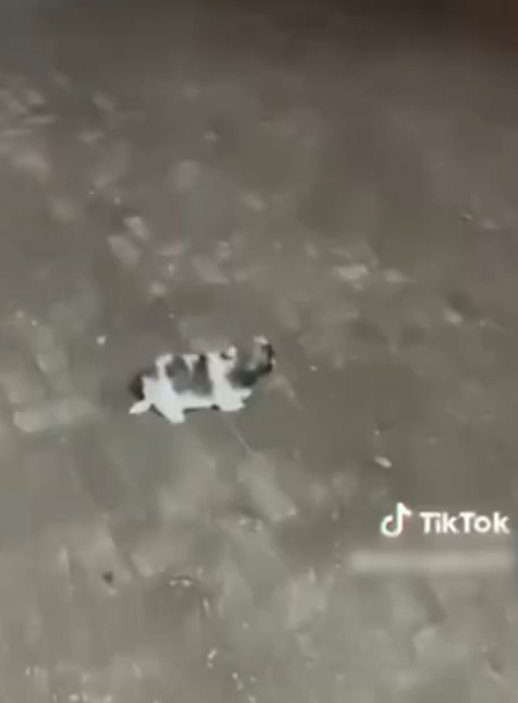 Mulher é presa após ser flagrada chutando filhote de cachorro em Aquidauana