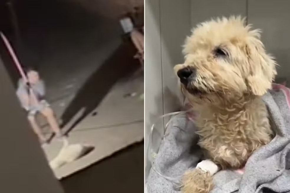 Mulher é presa por espancar cão com cabo de vassoura e agredir namorada em Campo Grande