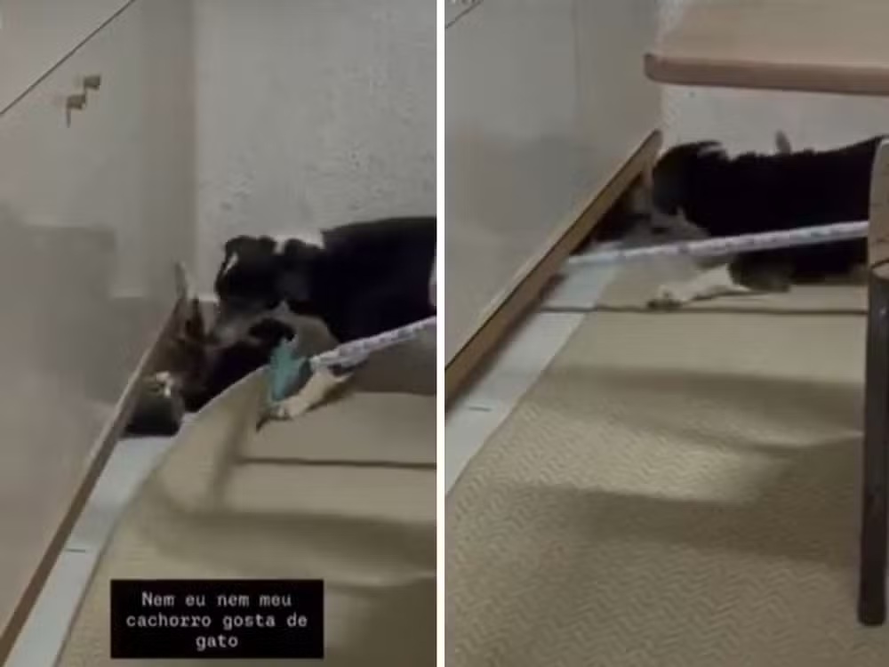 ‘Crio cachorro para matar’, diz mulher após gato ser perseguido e atacado em Bela Vista