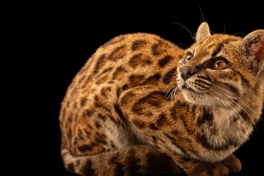 Em 2017, eles adotaram um "gato estranho" e descobriram depois que era uma nova espécie felina