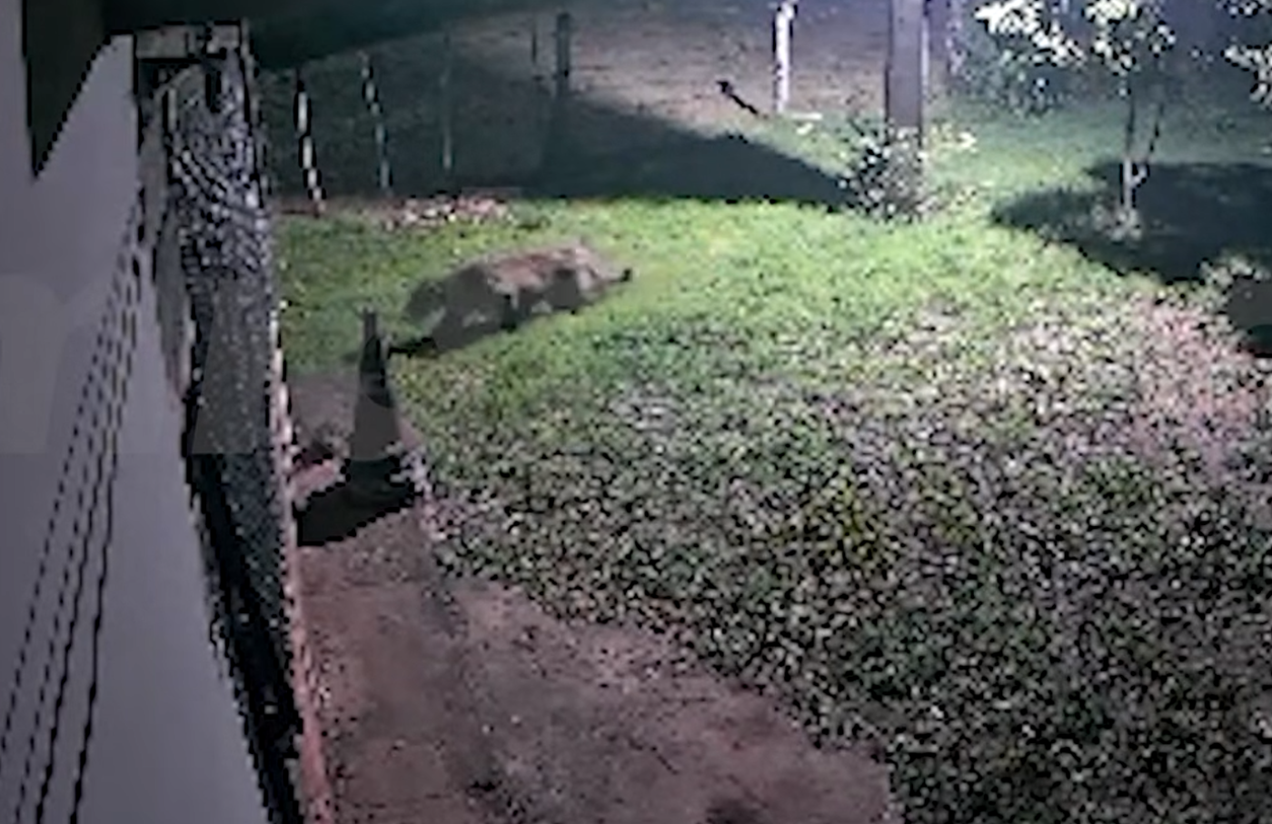 Onça-pintada é flagrada rondando casa em área rural de Corumbá